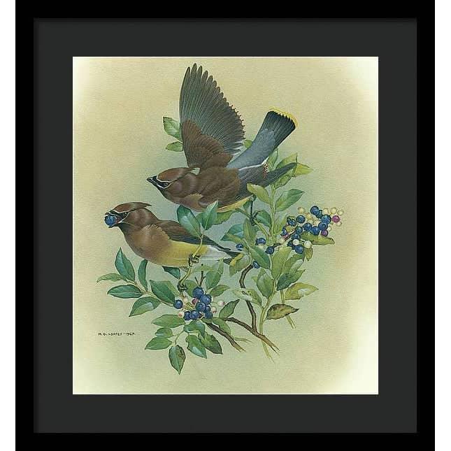 Cedar Waxwings in Blueberry Bush - Framed Print | Artwork by Glen Loates