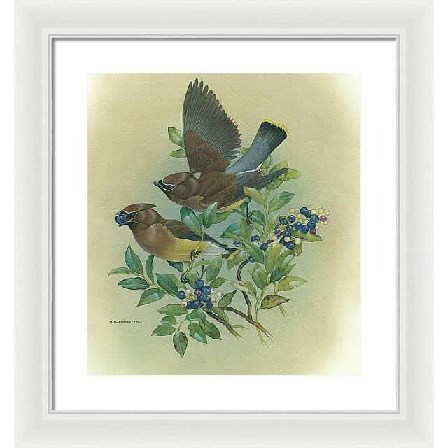Cedar Waxwings in Blueberry Bush - Framed Print | Artwork by Glen Loates