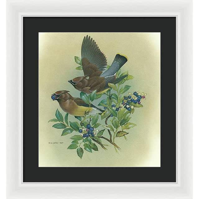 Cedar Waxwings in Blueberry Bush - Framed Print | Artwork by Glen Loates