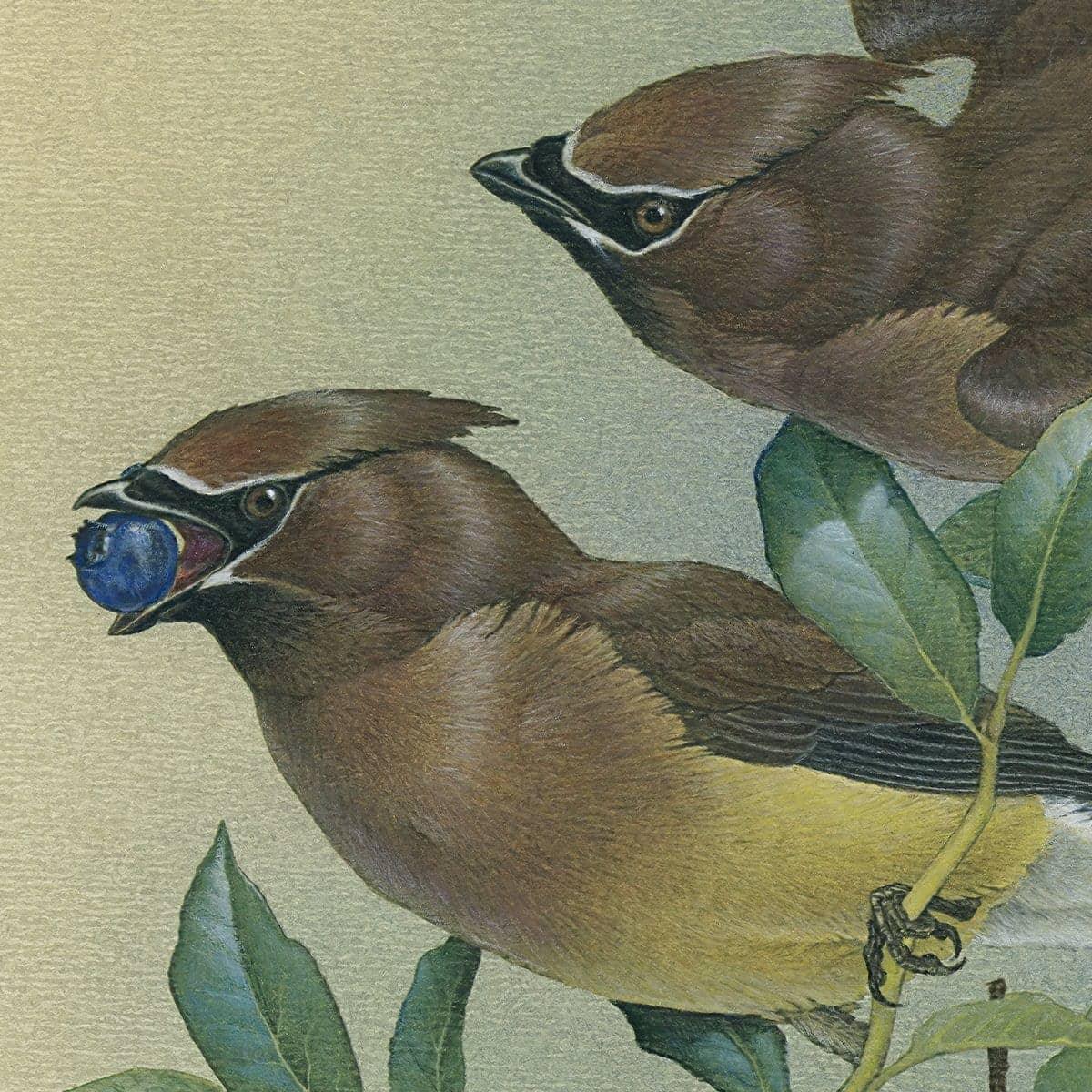 Cedar Waxwings in Blueberry Bush - Framed Print | Artwork by Glen Loates