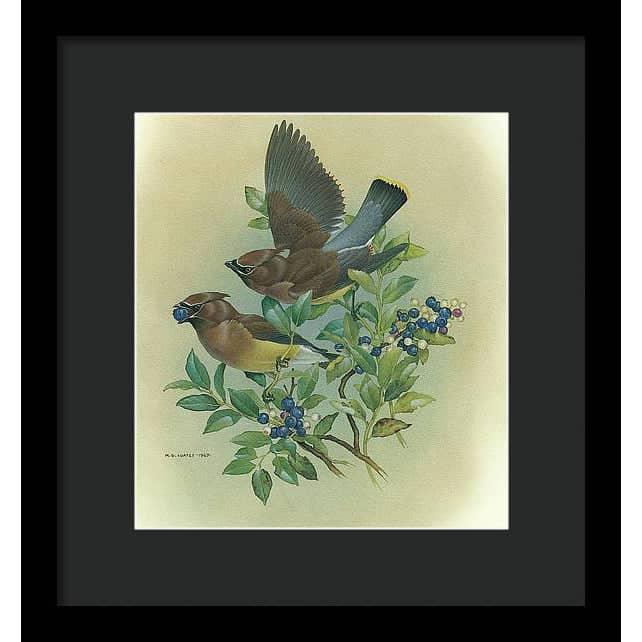 Cedar Waxwings in Blueberry Bush - Framed Print | Artwork by Glen Loates