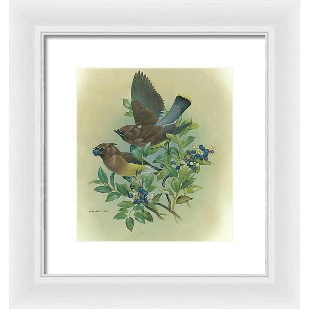 Cedar Waxwings in Blueberry Bush - Framed Print | Artwork by Glen Loates