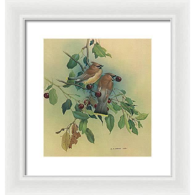 Cedar Waxwings in Cherry Tree - Framed Print | Artwork by Glen Loates