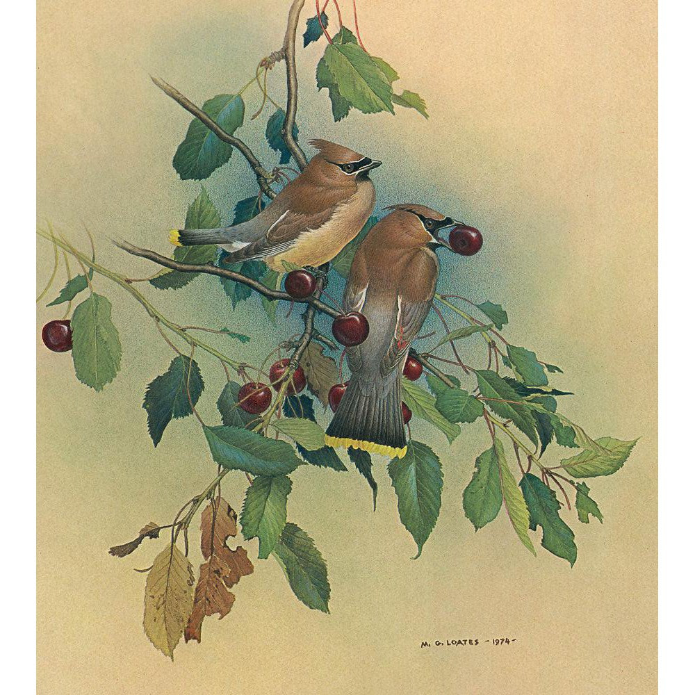 Cedar Waxwings in Cherry Tree - Framed Print | Artwork by Glen Loates