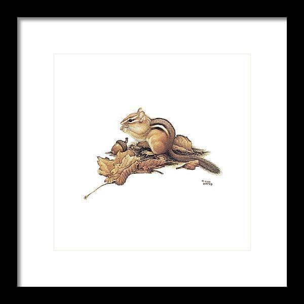 Chipmunk and Acorns - Framed Print | Artwork by Glen Loates