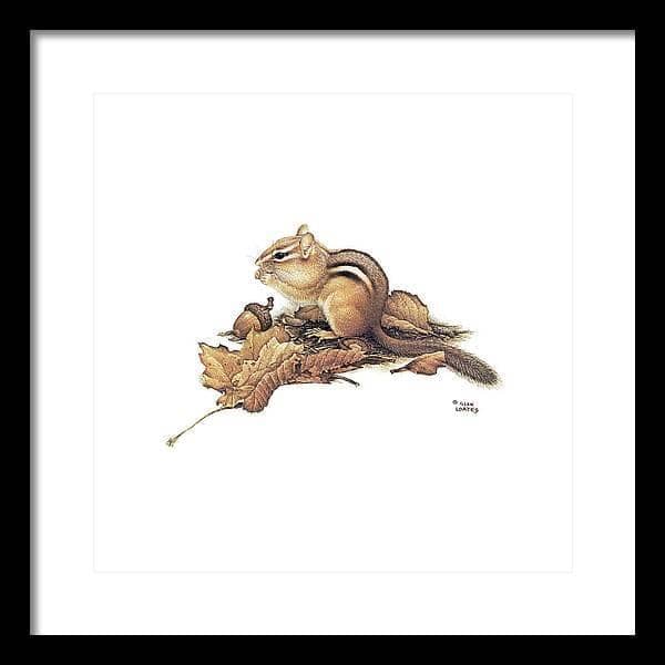 Chipmunk and Acorns - Framed Print | Artwork by Glen Loates