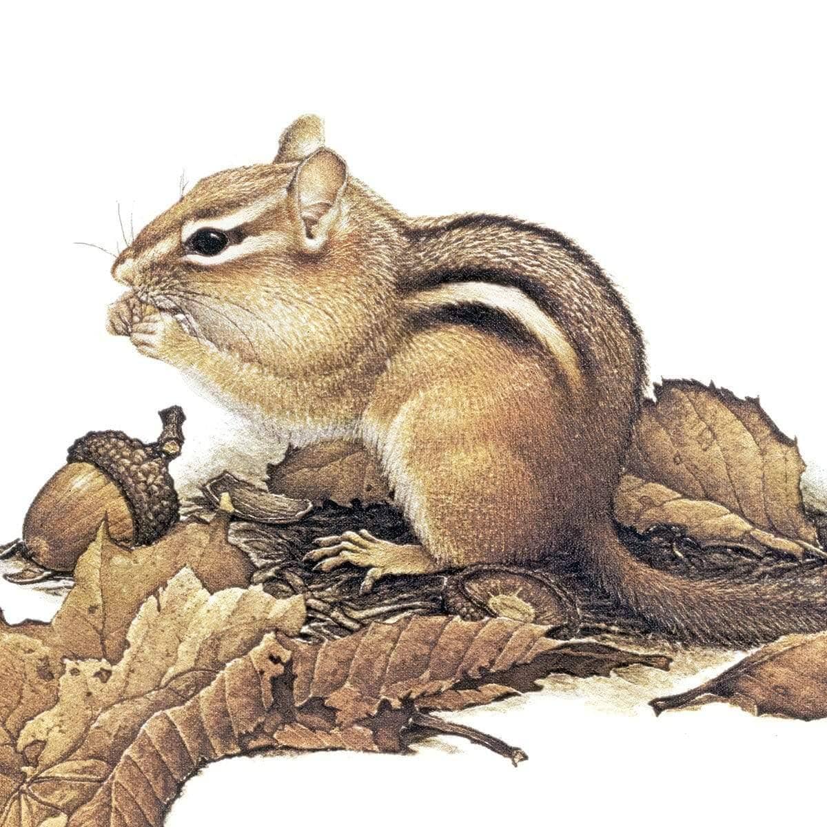 Chipmunk and Acorns - Framed Print | Artwork by Glen Loates