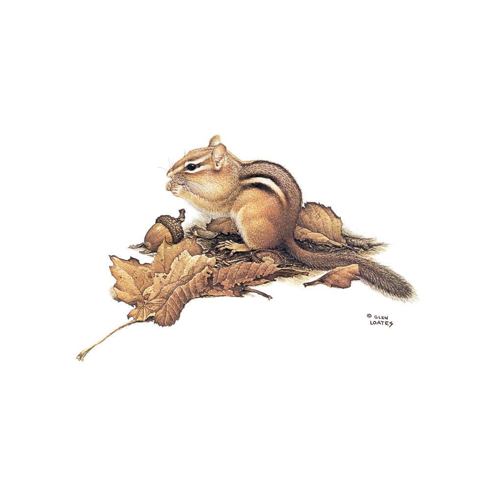 Chipmunk and Acorns - Framed Print | Artwork by Glen Loates