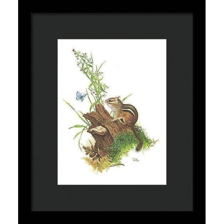 Chipmunk and Woodland Blue Butterfly - Framed Print | Artwork by Glen Loates