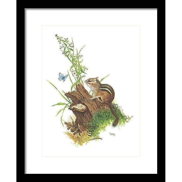 Chipmunk and Woodland Blue Butterfly - Framed Print | Artwork by Glen Loates