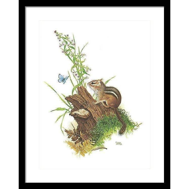 Chipmunk and Woodland Blue Butterfly - Framed Print | Artwork by Glen Loates