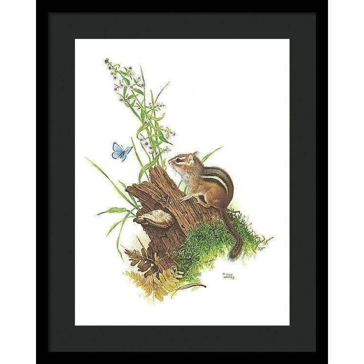 Chipmunk and Woodland Blue Butterfly - Framed Print | Artwork by Glen Loates