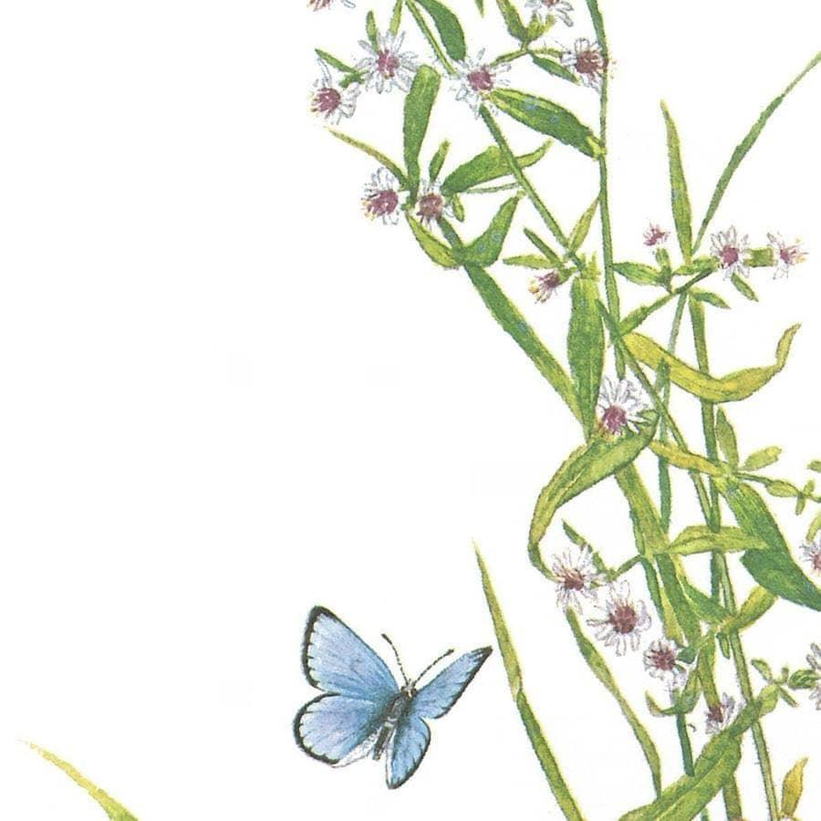 Chipmunk and Woodland Blue Butterfly - Framed Print | Artwork by Glen Loates