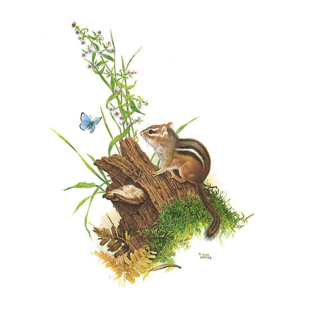 Chipmunk and Woodland Blue Butterfly - Framed Print | Artwork by Glen Loates
