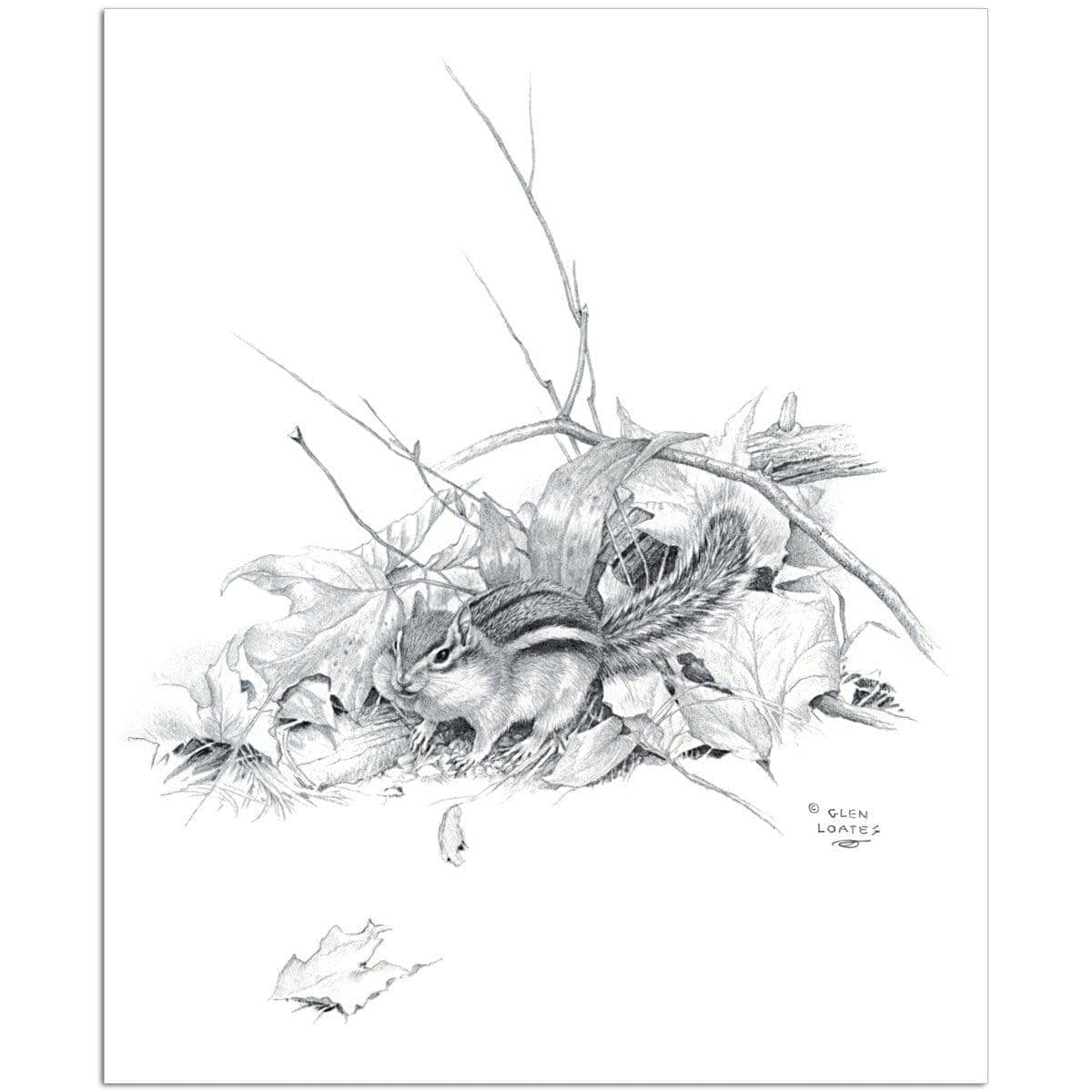 Chipmunk - Art Print | Artwork by Glen Loates