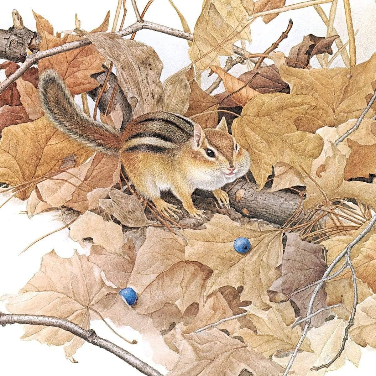 Chipmunk on Forest Floor - Framed Print | Artwork by Glen Loates