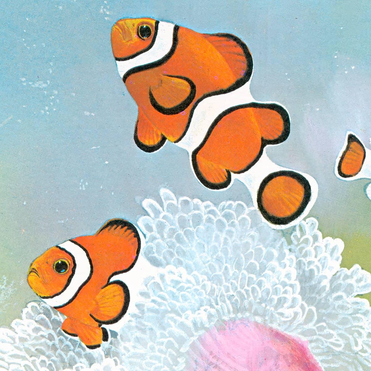 Clown Fish with Sea Anemones - Framed Print | Artwork by Glen Loates