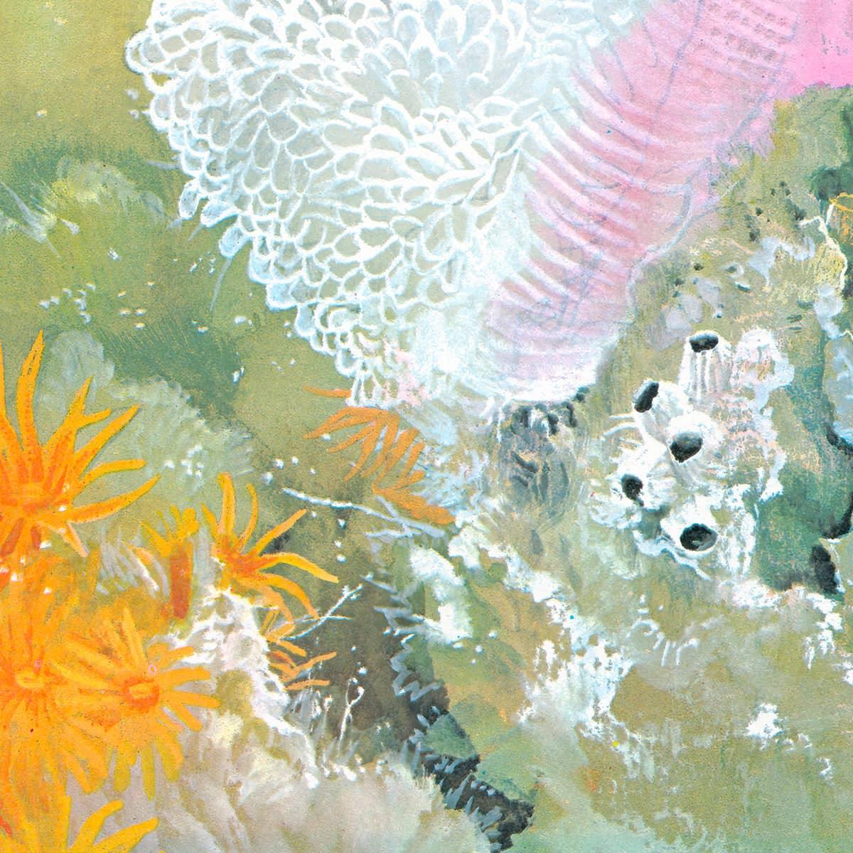 Clown Fish with Sea Anemones - Framed Print | Artwork by Glen Loates