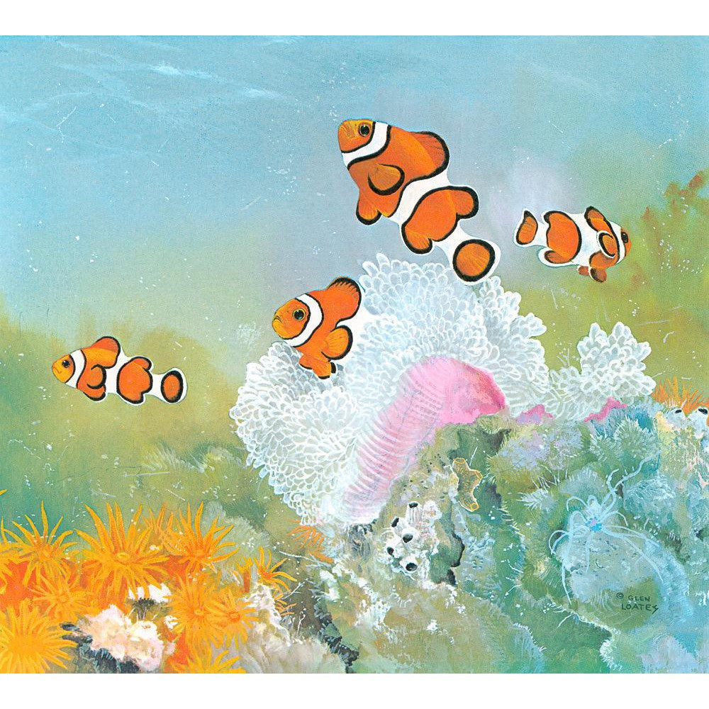 Clown Fish with Sea Anemones - Framed Print | Artwork by Glen Loates