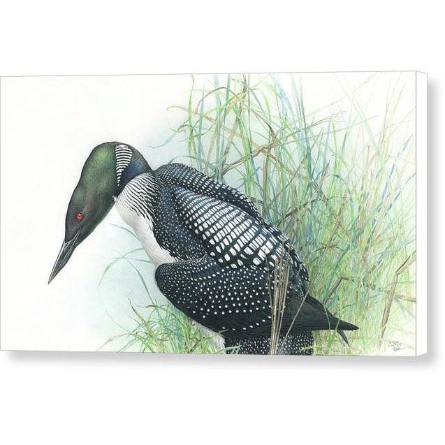 Common Loon Portrait - Canvas Print | Artwork by Glen Loates