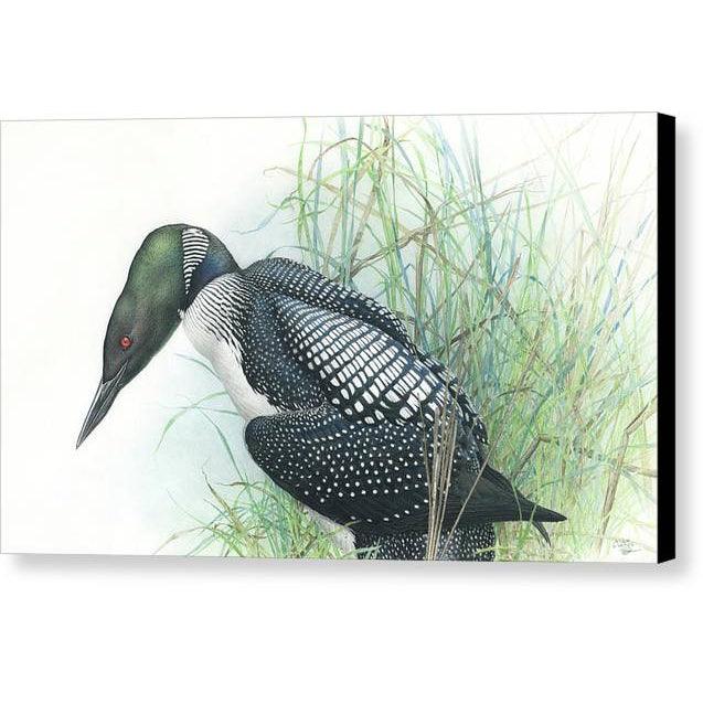 Common Loon Portrait - Canvas Print | Artwork by Glen Loates