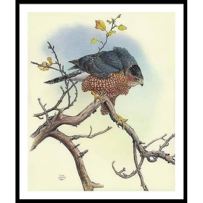 Cooper&#39;s Hawk - Framed Print | Artwork by Glen Loates