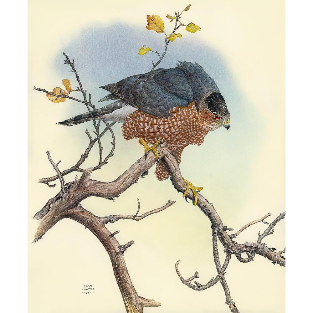 Cooper&#39;s Hawk - Framed Print | Artwork by Glen Loates