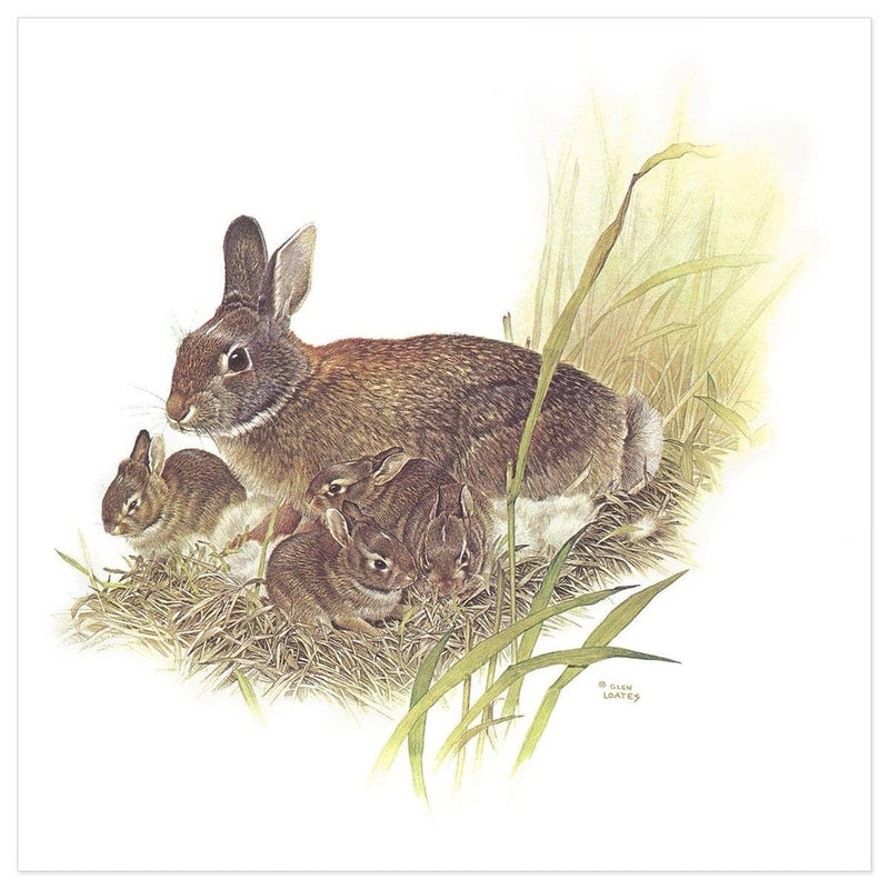 Cottontail Rabbit by Glen Loates, giclée on paper: a cottontail rabbit with her young in a grassy nest