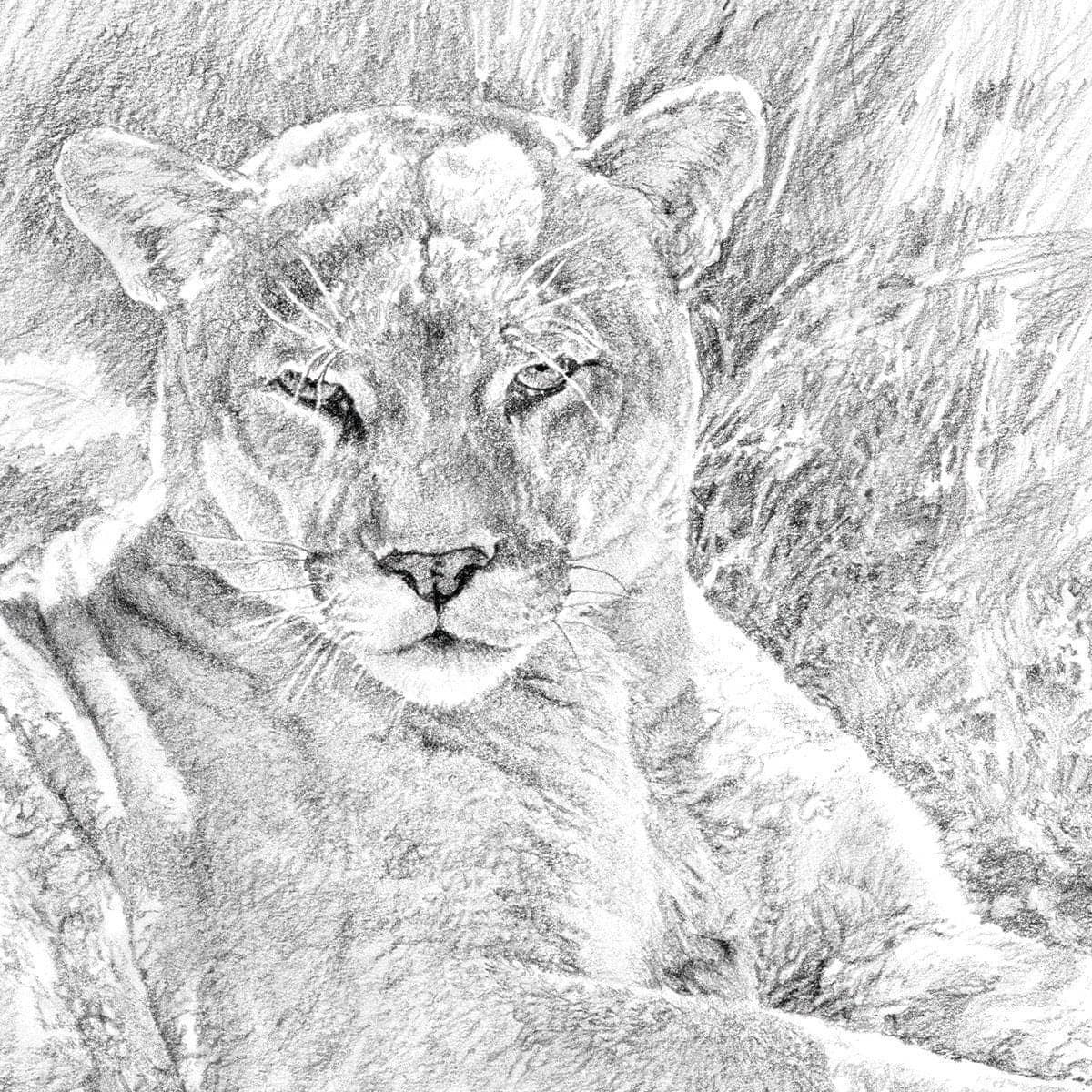 Cougar Basking - Art Print | Artwork by Glen Loates