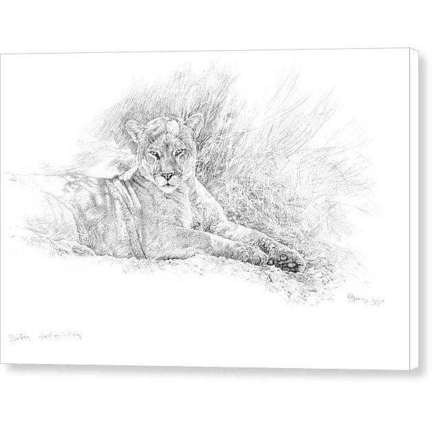 Cougar Basking - Canvas Print | Artwork by Glen Loates