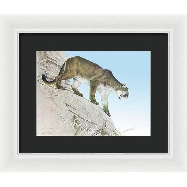 Cougar - Framed Print | Artwork by Glen Loates