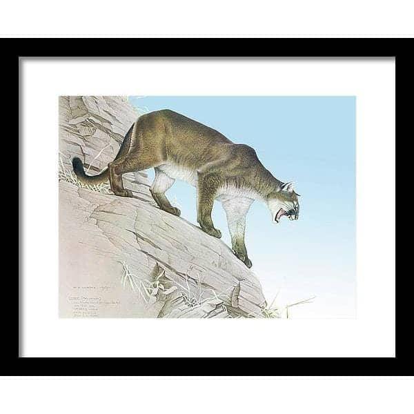 Cougar - Framed Print | Artwork by Glen Loates