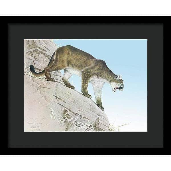 Cougar - Framed Print | Artwork by Glen Loates