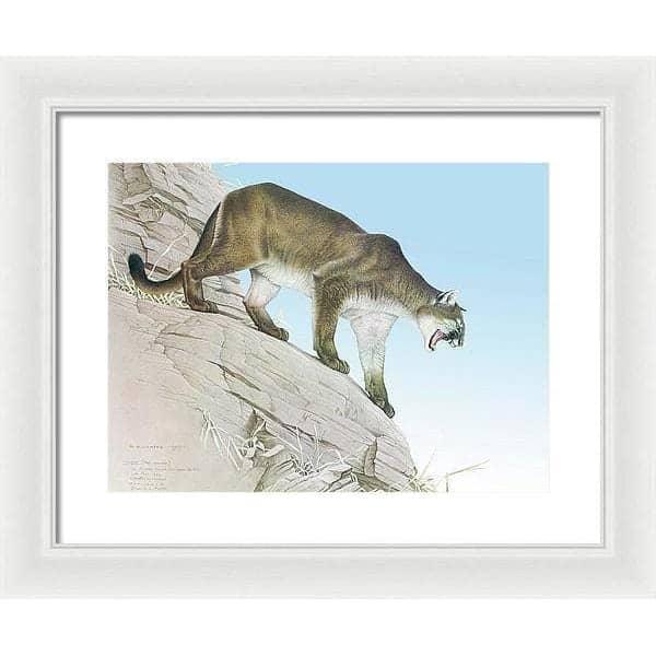 Cougar - Framed Print | Artwork by Glen Loates