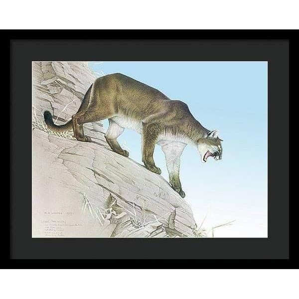 Cougar - Framed Print | Artwork by Glen Loates