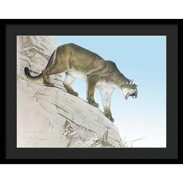 Cougar - Framed Print | Artwork by Glen Loates