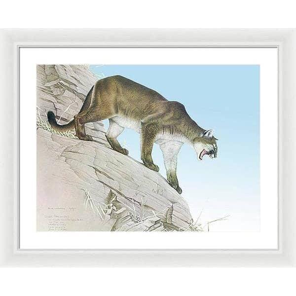 Cougar - Framed Print | Artwork by Glen Loates