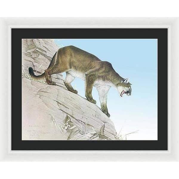 Cougar - Framed Print | Artwork by Glen Loates