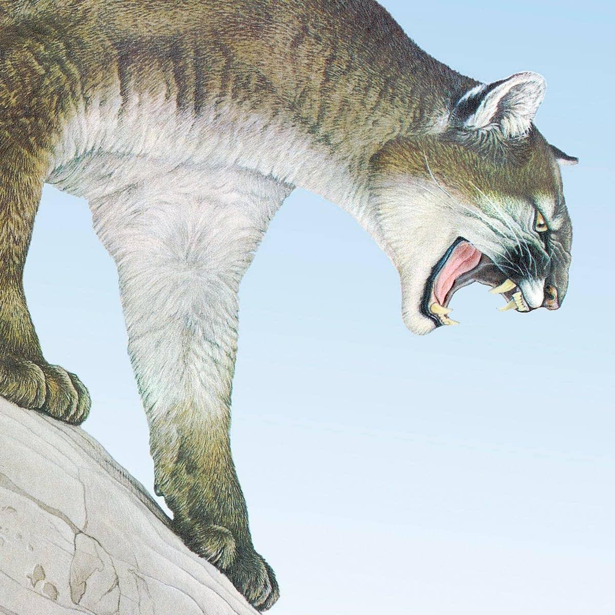 Cougar - Framed Print | Artwork by Glen Loates