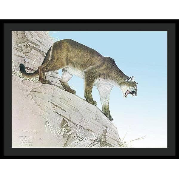 Cougar - Framed Print | Artwork by Glen Loates