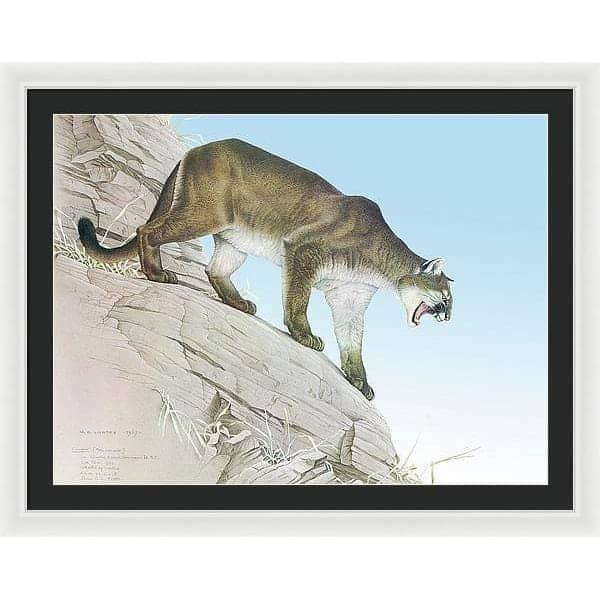 Cougar - Framed Print | Artwork by Glen Loates
