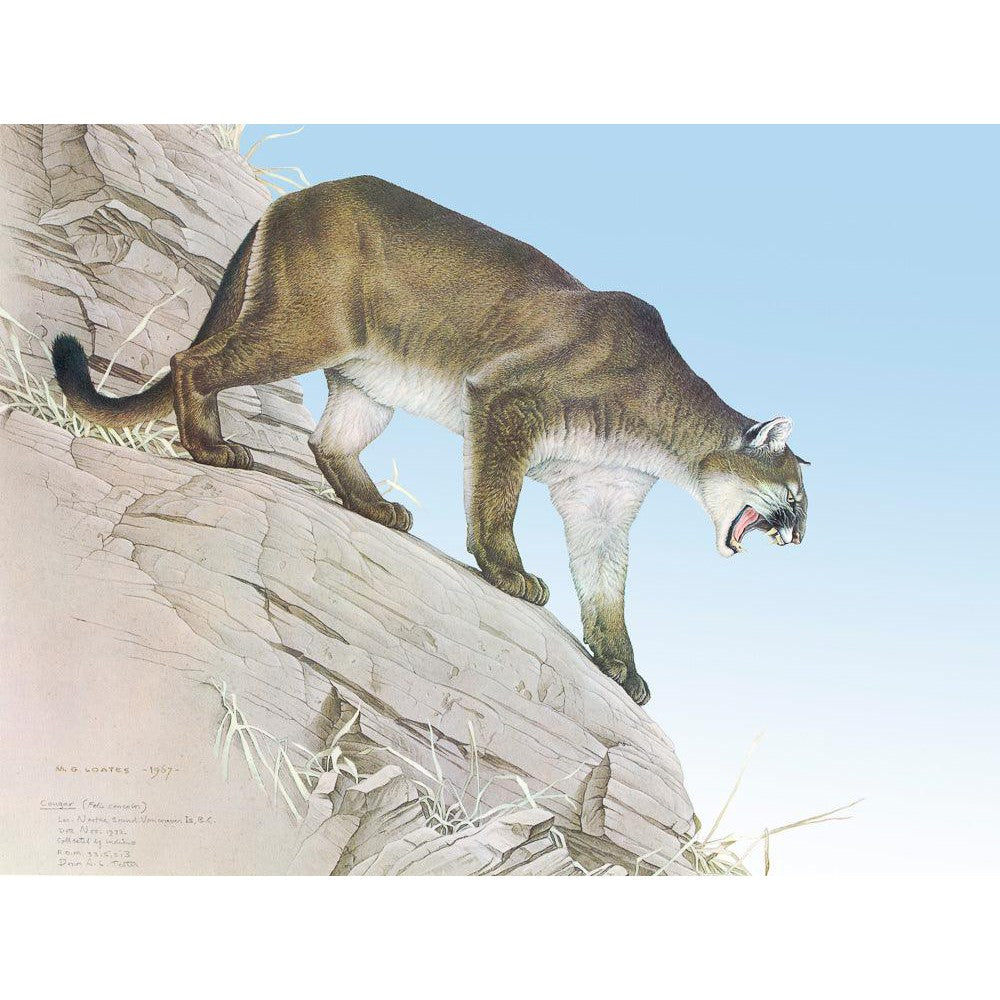 Cougar - Framed Print | Artwork by Glen Loates