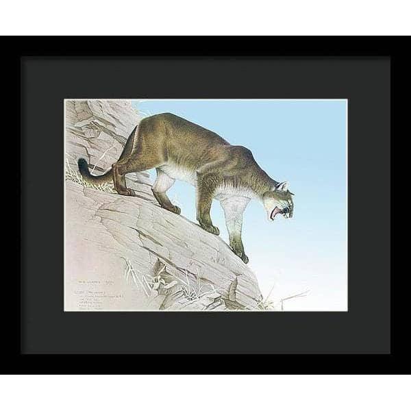 Cougar - Framed Print | Artwork by Glen Loates