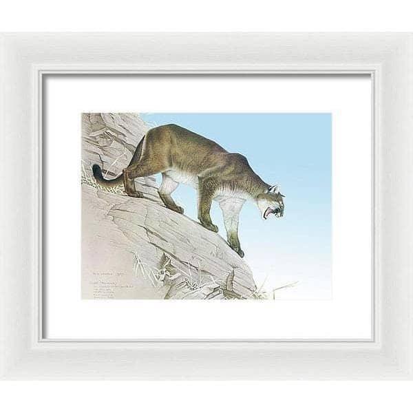 Cougar - Framed Print | Artwork by Glen Loates