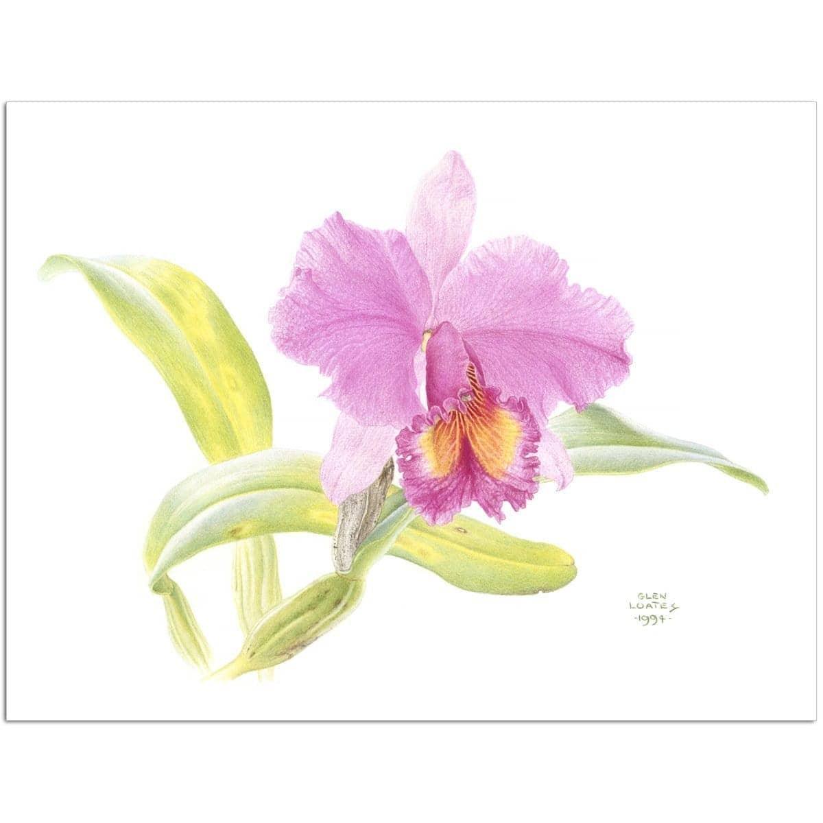 Crimson Cattleya Orchid - Art Print | Artwork by Glen Loates
