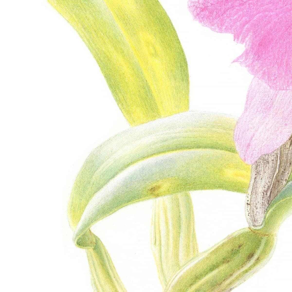 Crimson Cattleya Orchid - Art Print | Artwork by Glen Loates