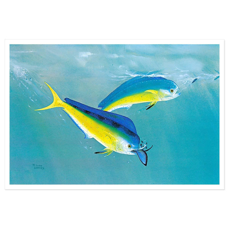 Dolphin - Art Print | Artwork by Glen Loates