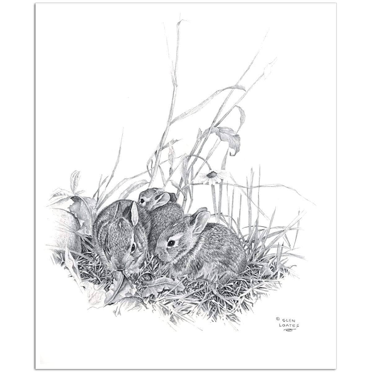 Eastern Cottontail Bunnies - Art Print | Artwork by Glen Loates