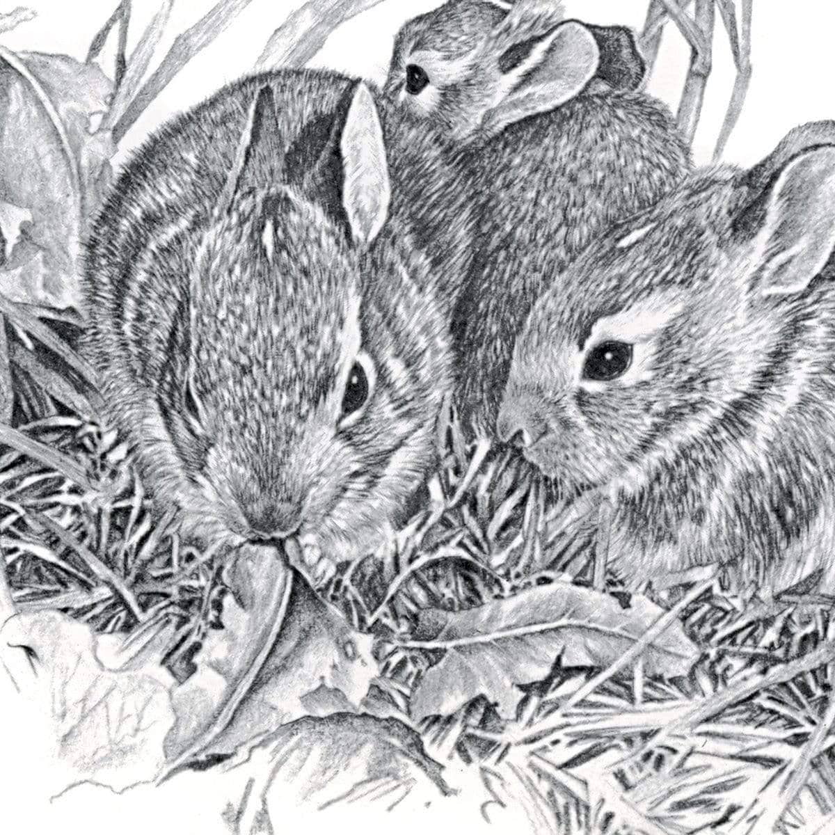 Eastern Cottontail Bunnies - Art Print | Artwork by Glen Loates