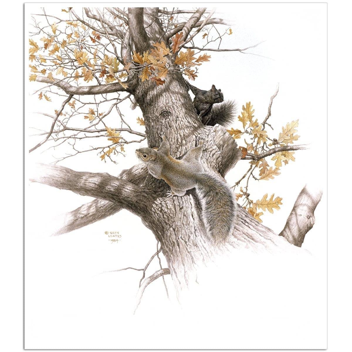 Eastern Gray Squirrels - Art Print | Artwork by Glen Loates
